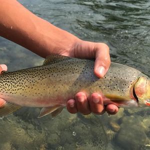 Meet your Posher, Bert